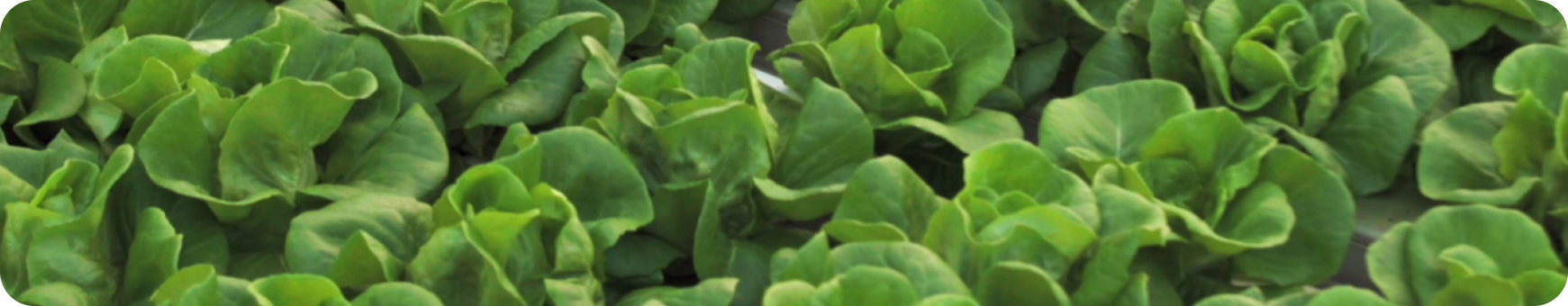 Green Farm Background