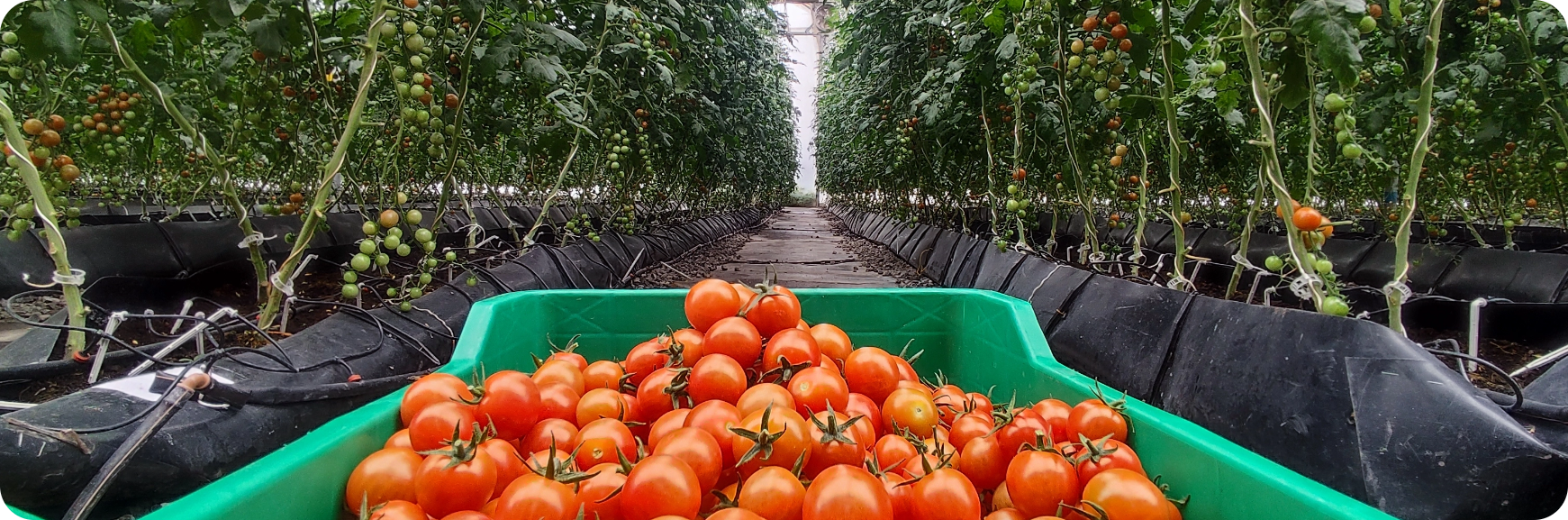 Cluster Development Program